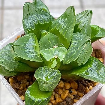 Amazon｜多肉植物 観葉植物 ハオルチア ハオルシア ミュータント